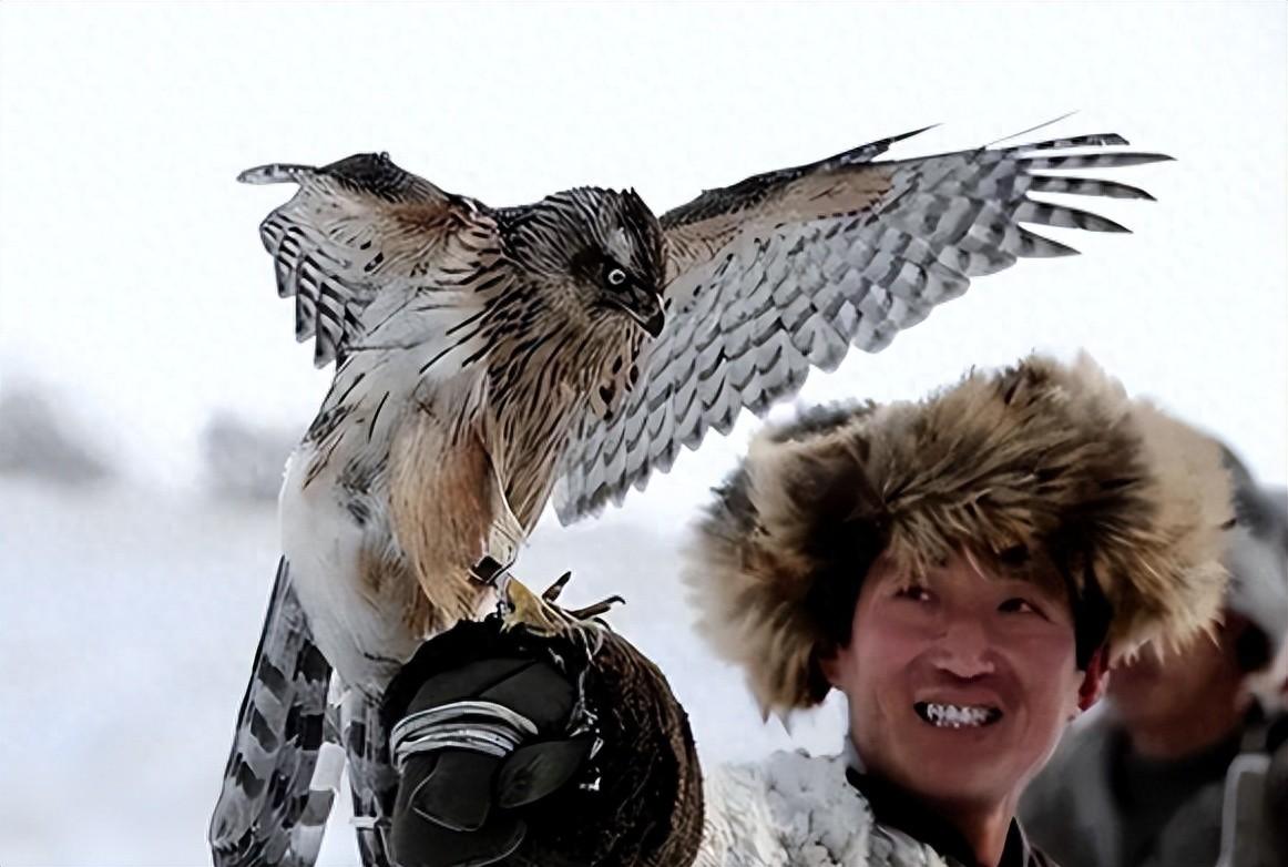 回顾:"万鹰之神"海东青,上抓天鹅下捕野狼在古代抓到可以赦免罪行