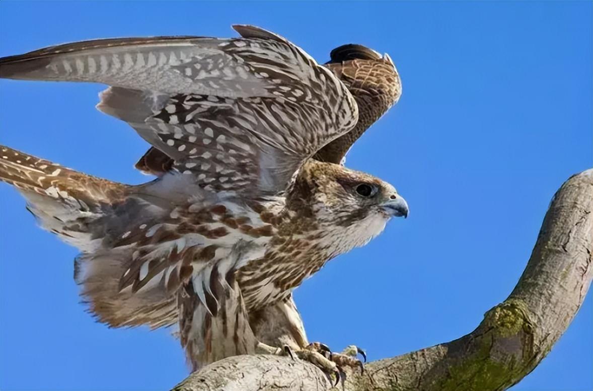 回顾:"万鹰之神"海东青,上抓天鹅下捕野狼在古代抓到可以赦免罪行