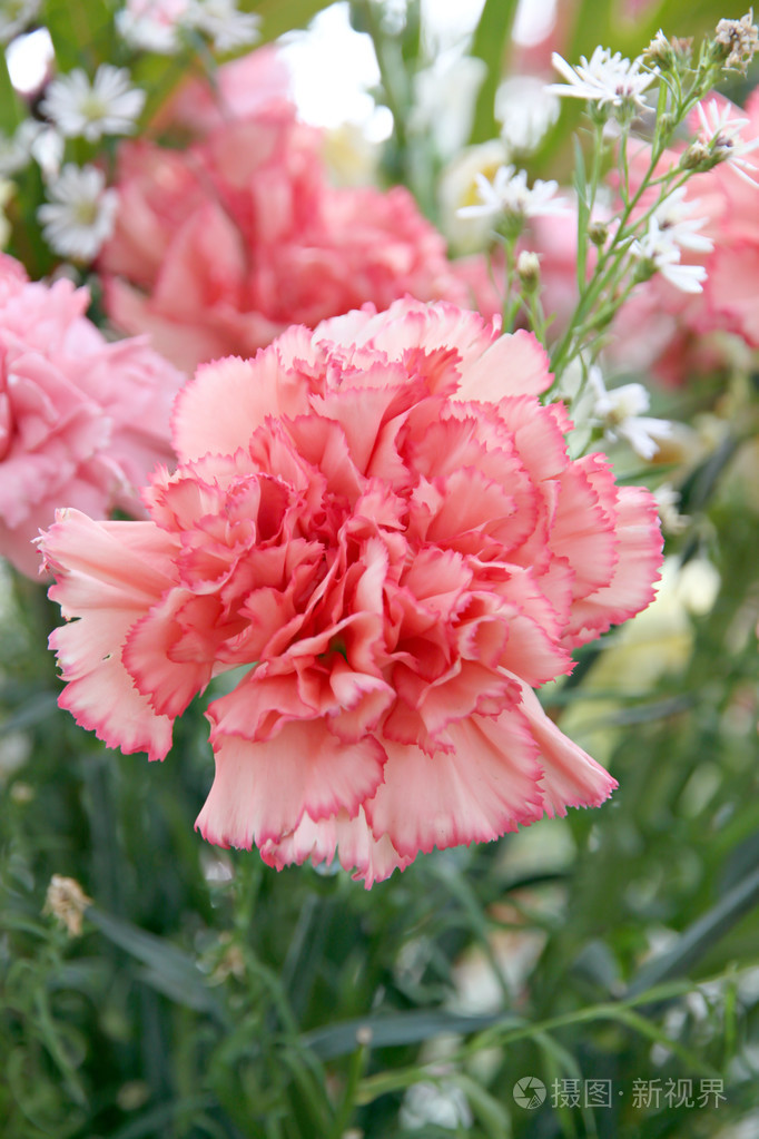 红色的康乃馨,仿佛是