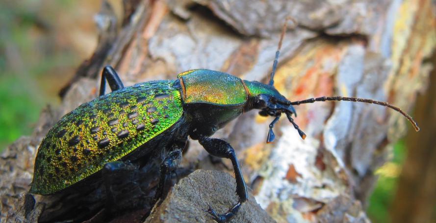 步甲作为昆虫界中的一支重要分支,广泛分布于全球各个生态系统中,其