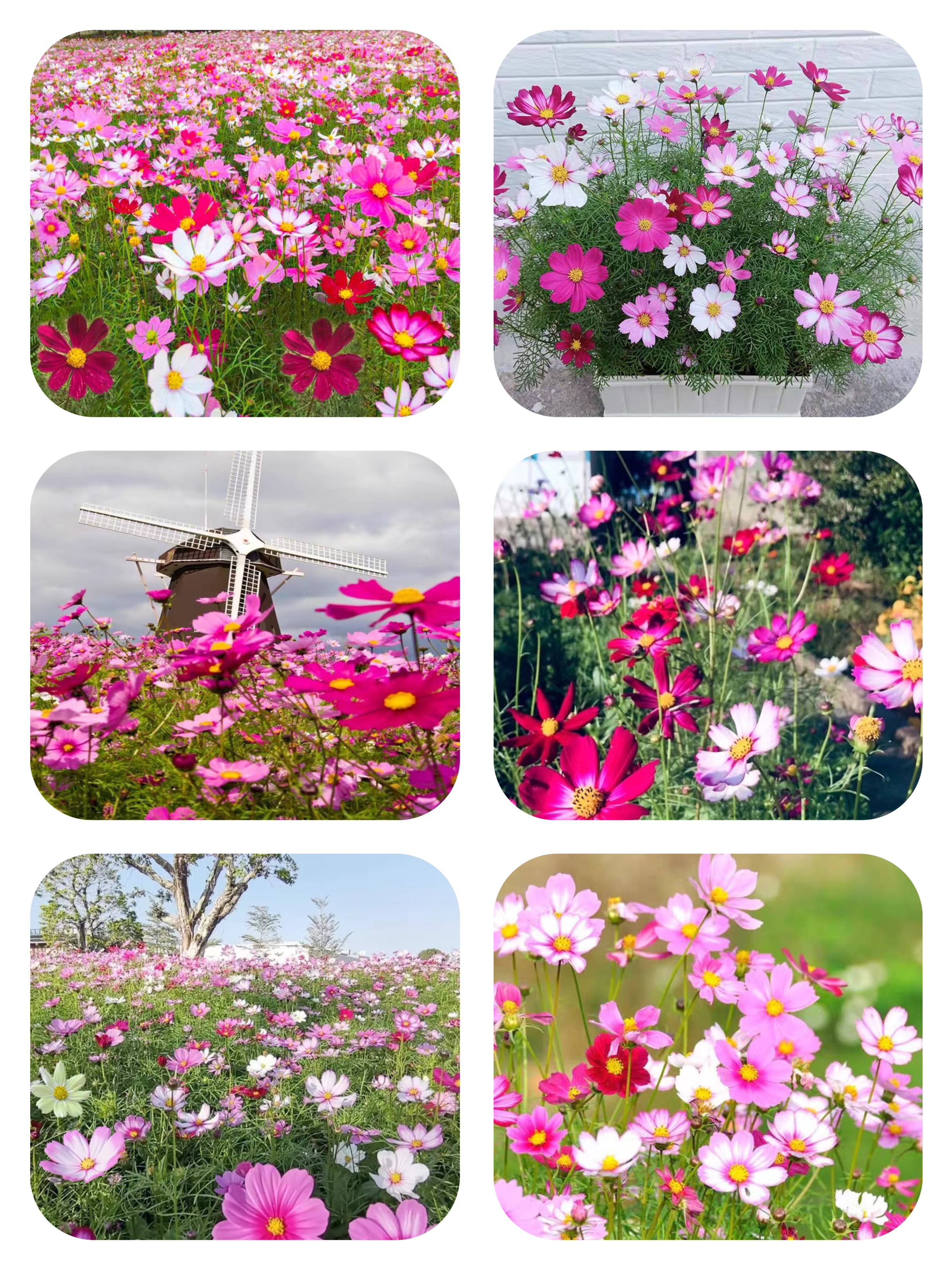 格桑花为何种植物存在广泛的争议.