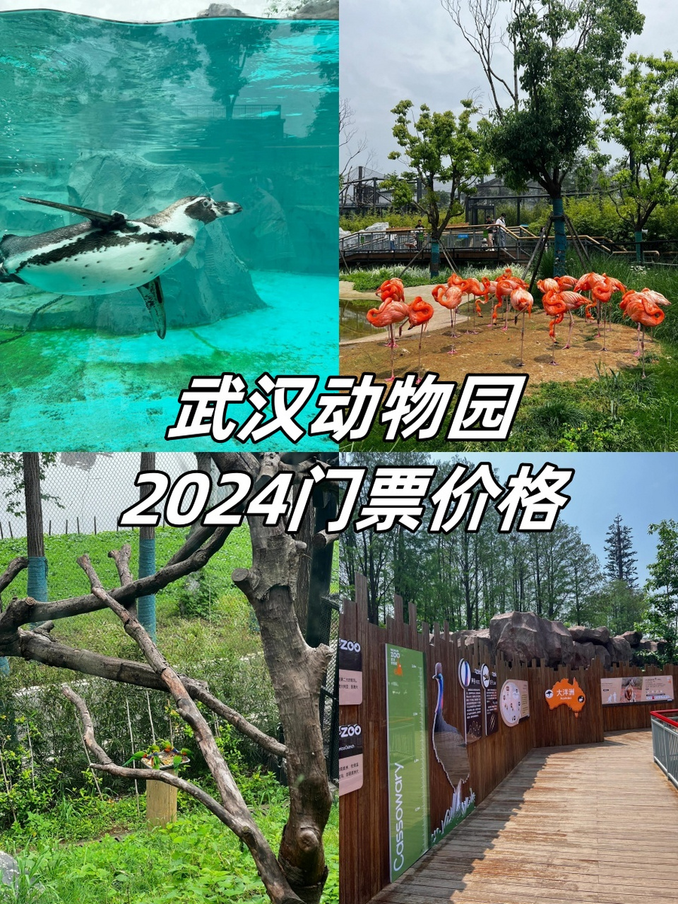 临沂动植物园年票图片