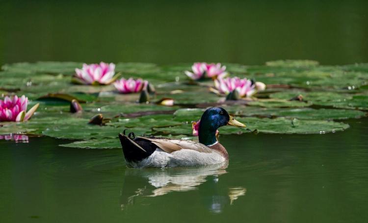 在这个世界上,有一种鸟类,它的名字叫野鸭.
