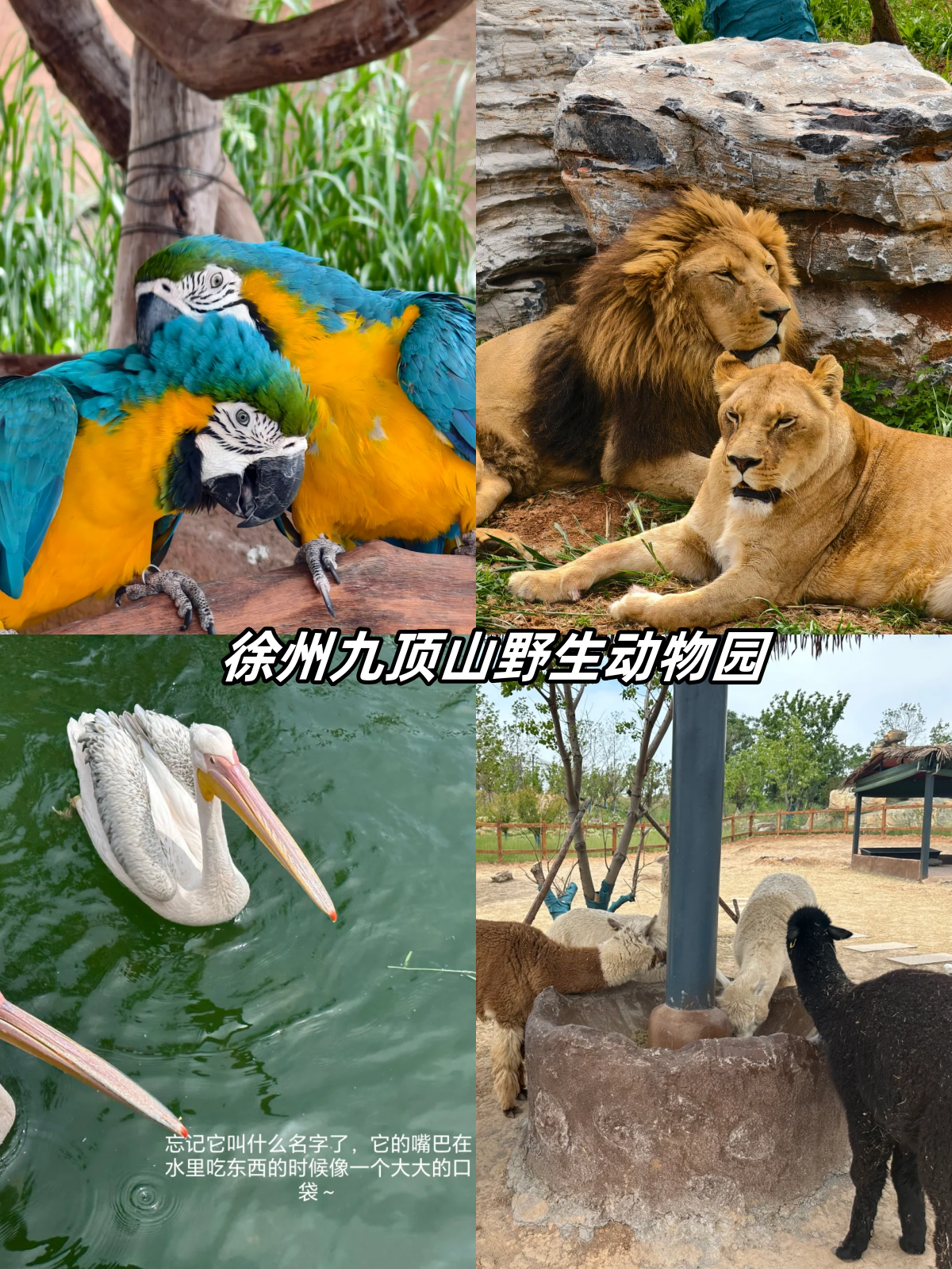 徐州九顶山野生动物园门票,你绝对想不到的价格!