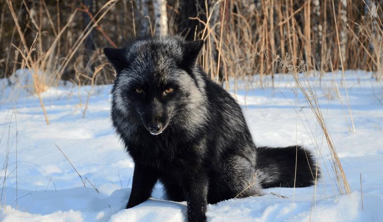银黑狐是世界上最广泛分布的狐狸种类之一,其迷人的外貌和多样化的