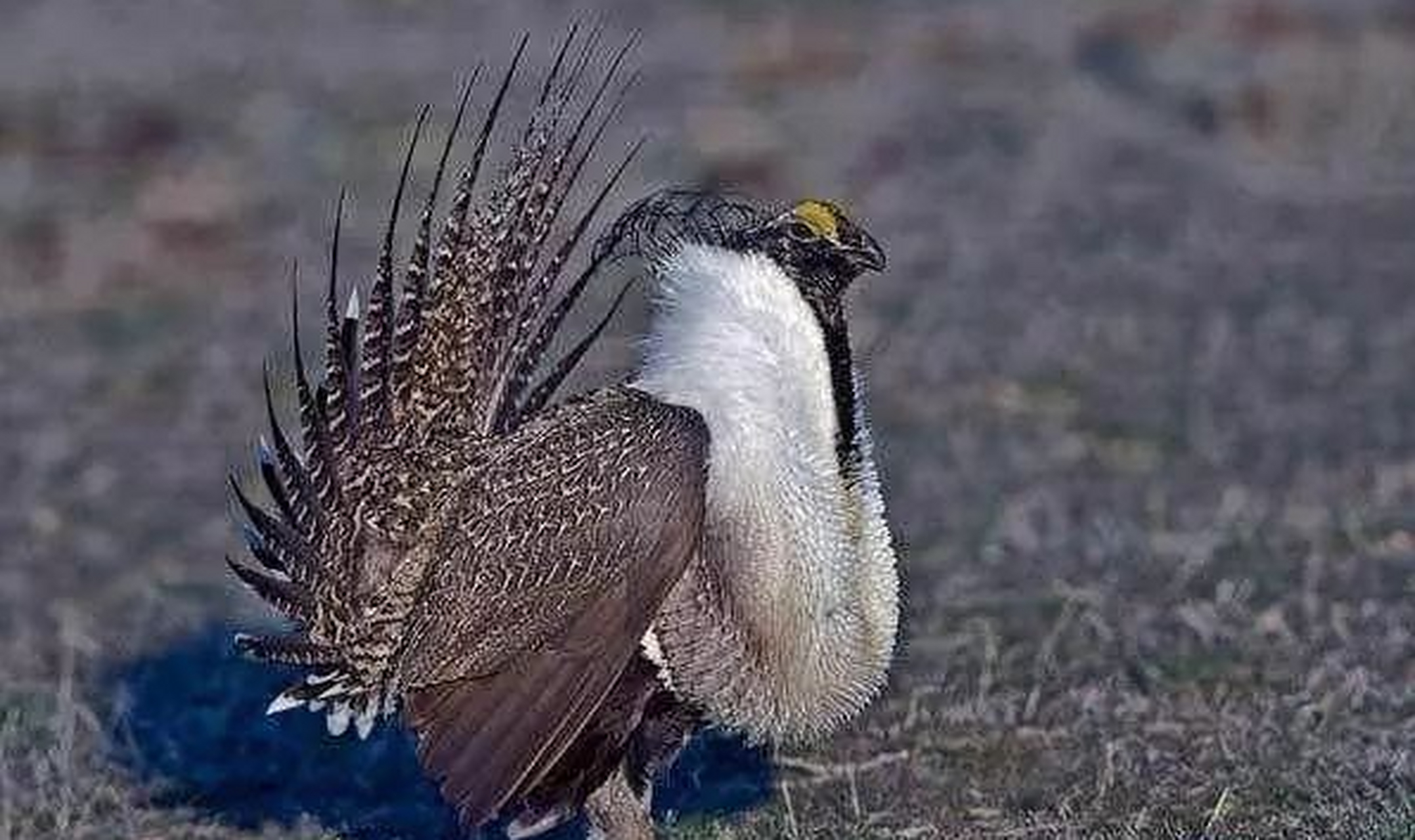 艾草松鸡是北美奇特生物,其非凡外貌和独特求偶行为备受瞩目,让人忍不