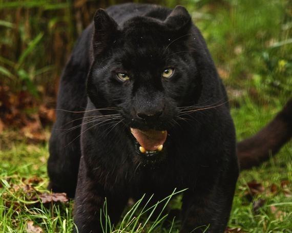 主要栖息在美洲的热带雨林,草原和沼泽地区,黑豹因其隐秘性和罕见性而