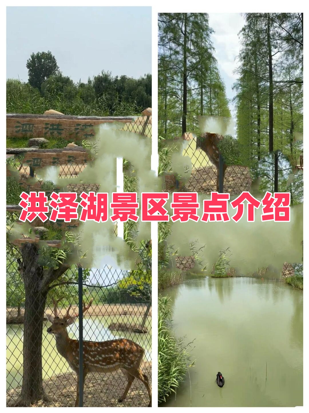 洪泽湖景区景点介绍  一年值得去4次的洪泽湖湿地我又来咯相比其他"