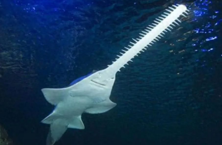 这种鱼名叫锯鳐,它的嘴部长达2米.@辅堂笔记的动态
