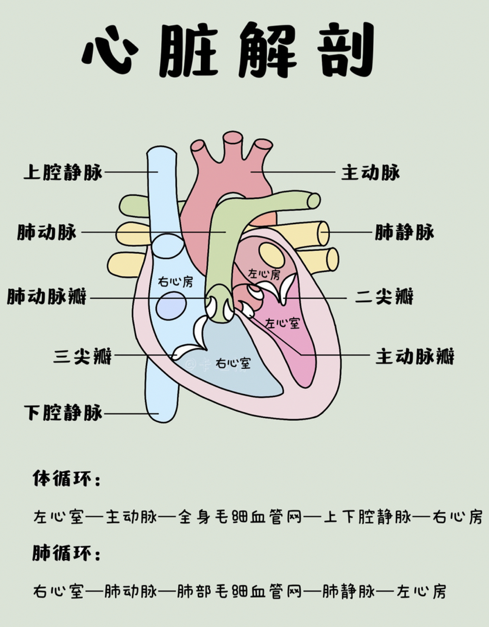 肺左二右三图片