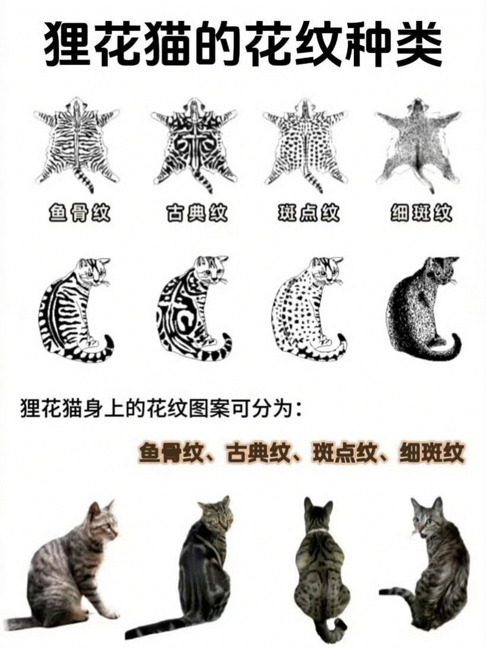 蝴蝶纹的狸花猫图片