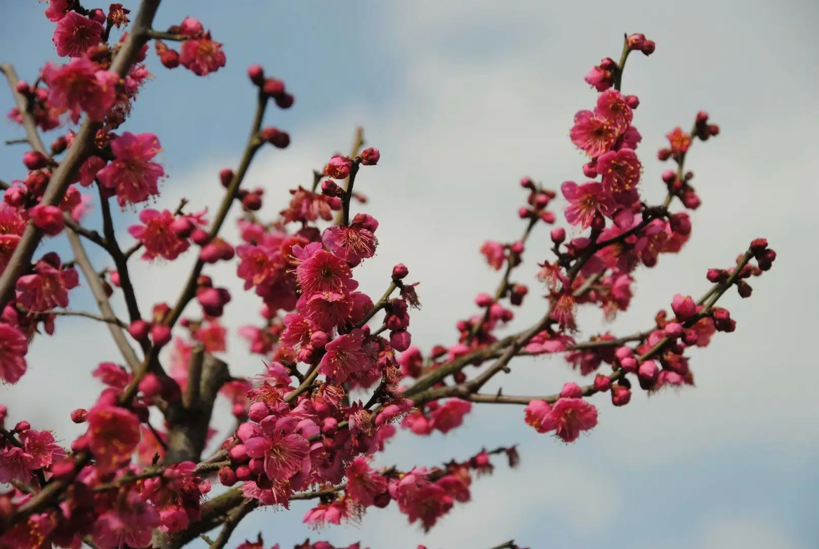 上海植物园冬天好玩吗