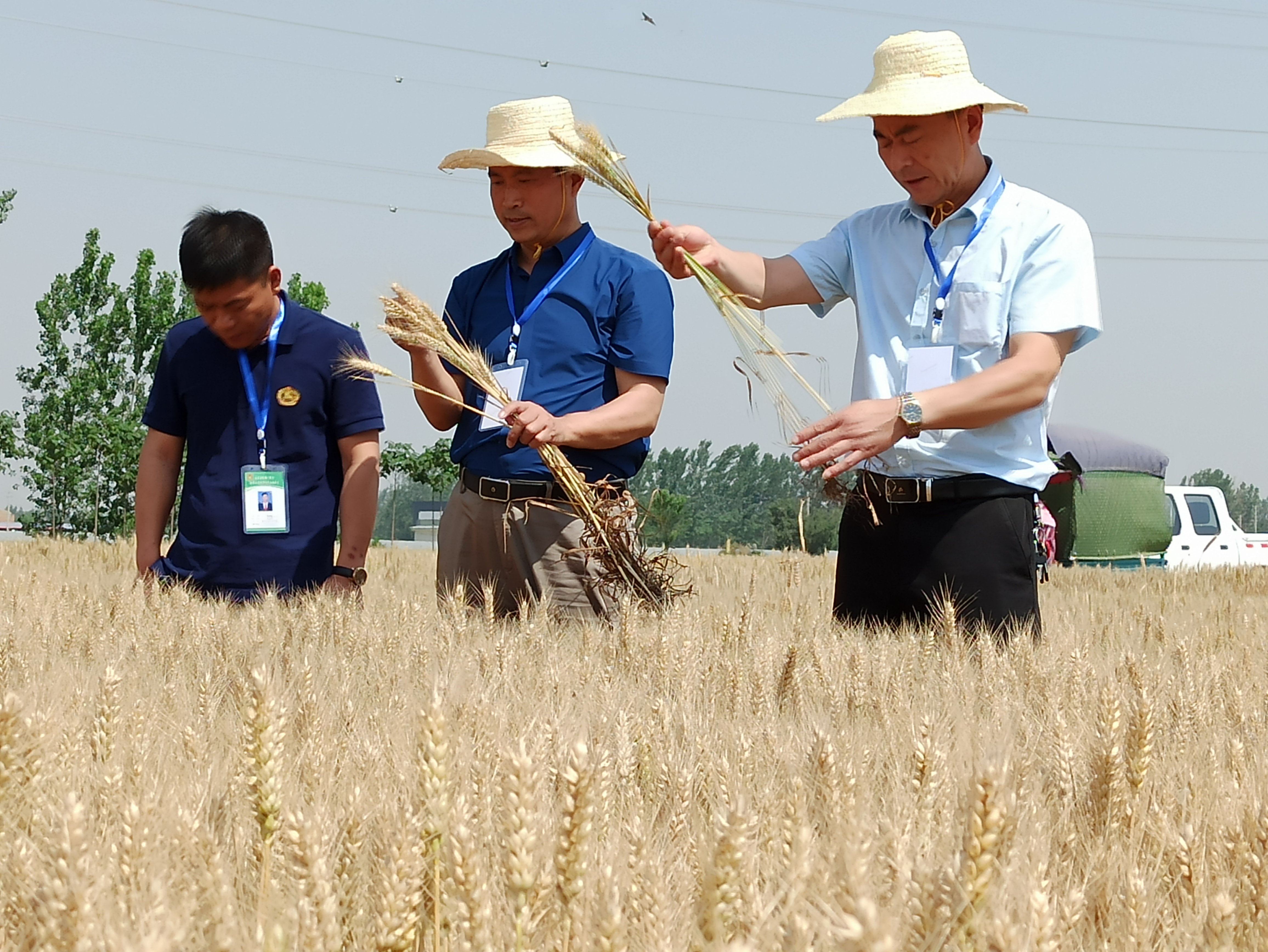 农村种粮,补贴到底有多少