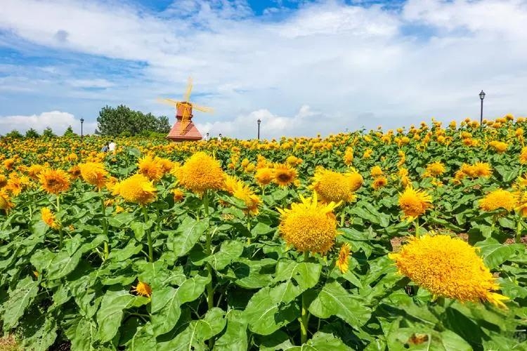 杭州湾花海图片