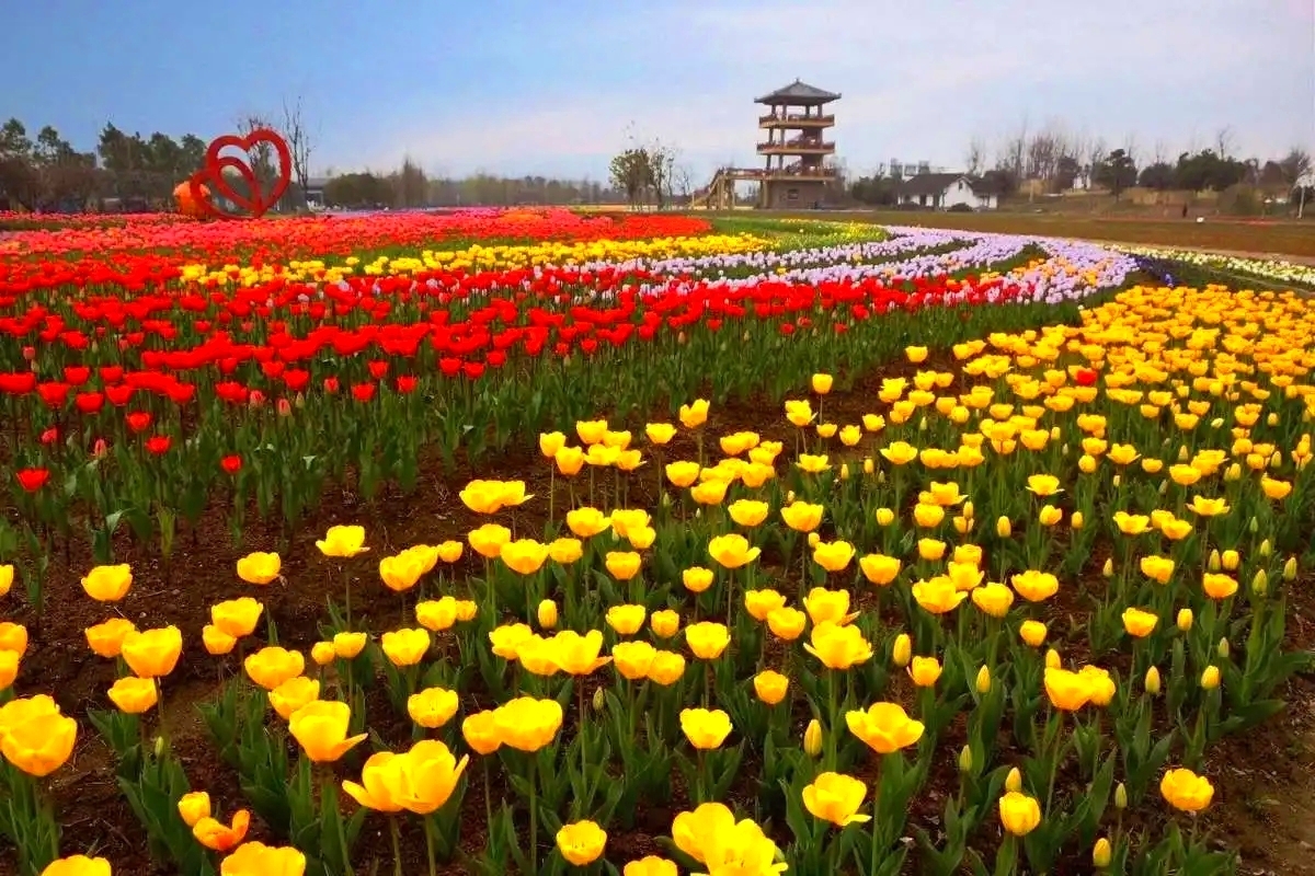 杭州湾花海景区图片