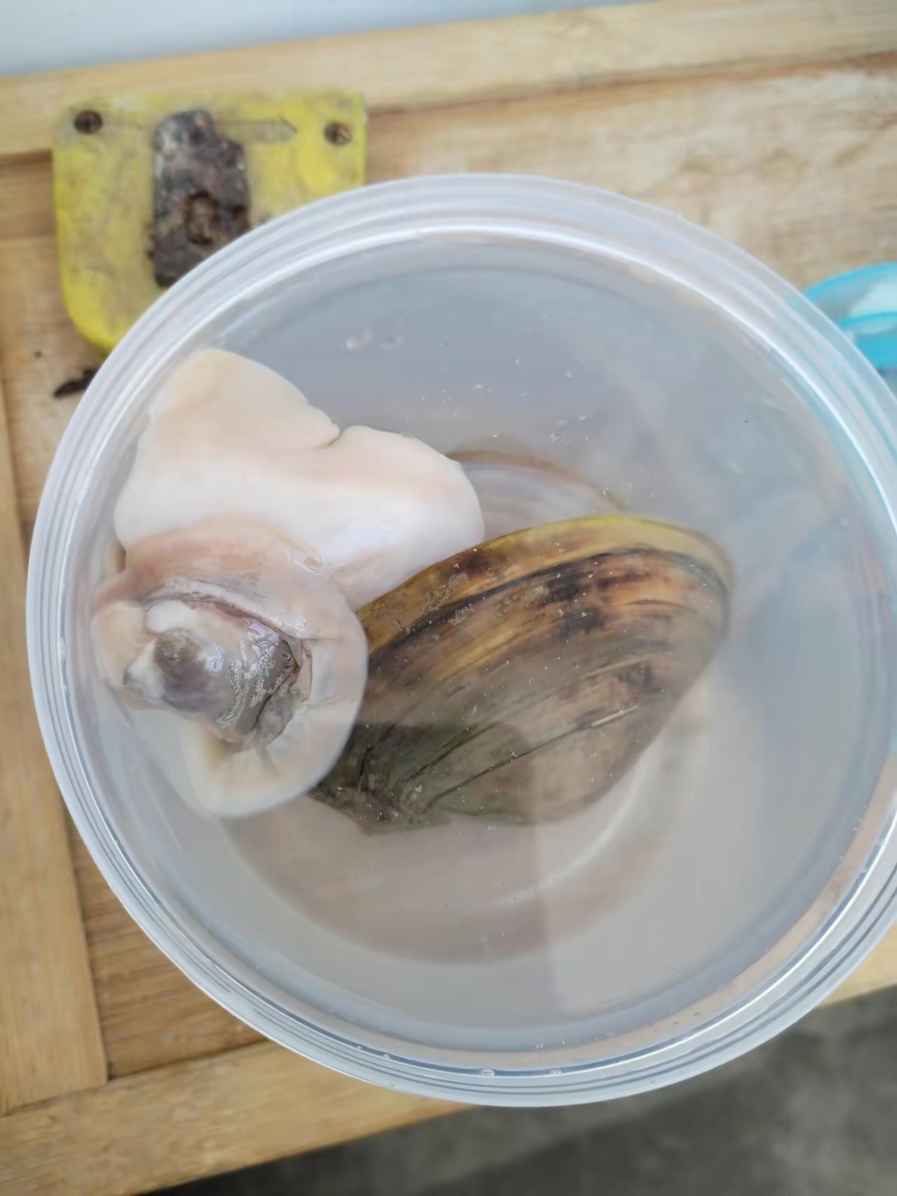 孩子在胡来捡了个河蚌,计划当宠物来养,谁知道没两天,就这样子了?