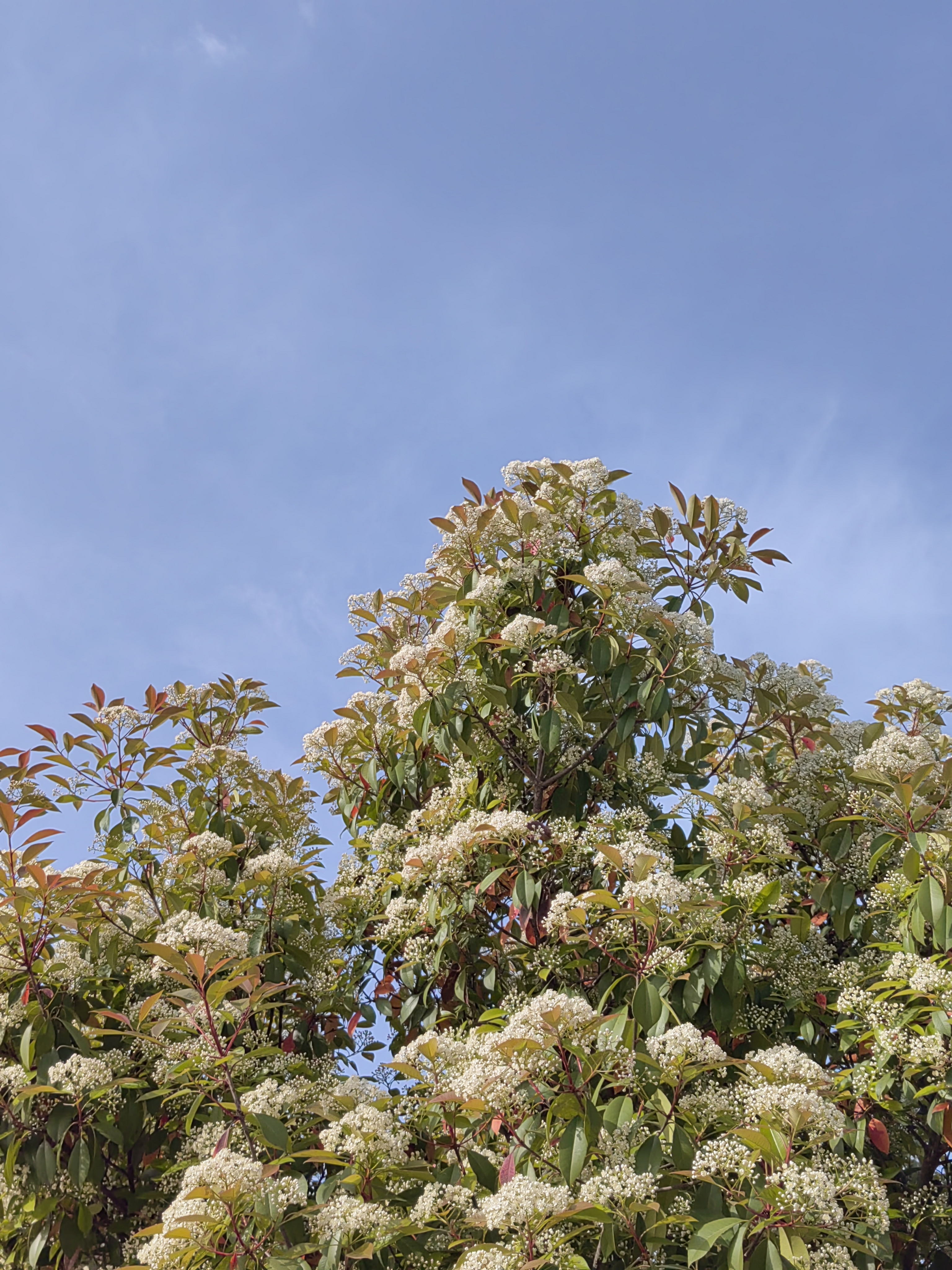 石楠开花,花朵繁茂,造型优美,纯洁庄重,生机旺盛,团结圆满!