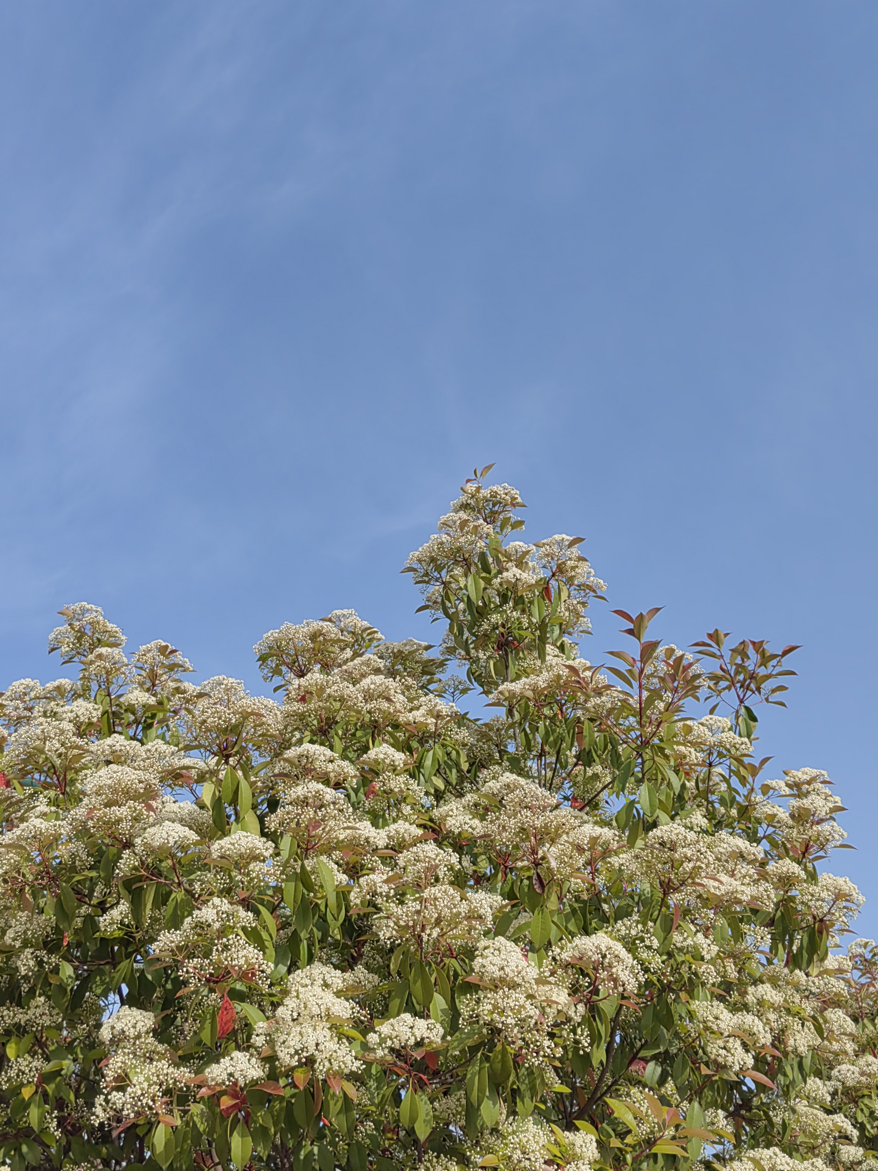 石楠开花,花朵繁茂,造型优美,纯洁庄重,生机旺盛,团结圆满!