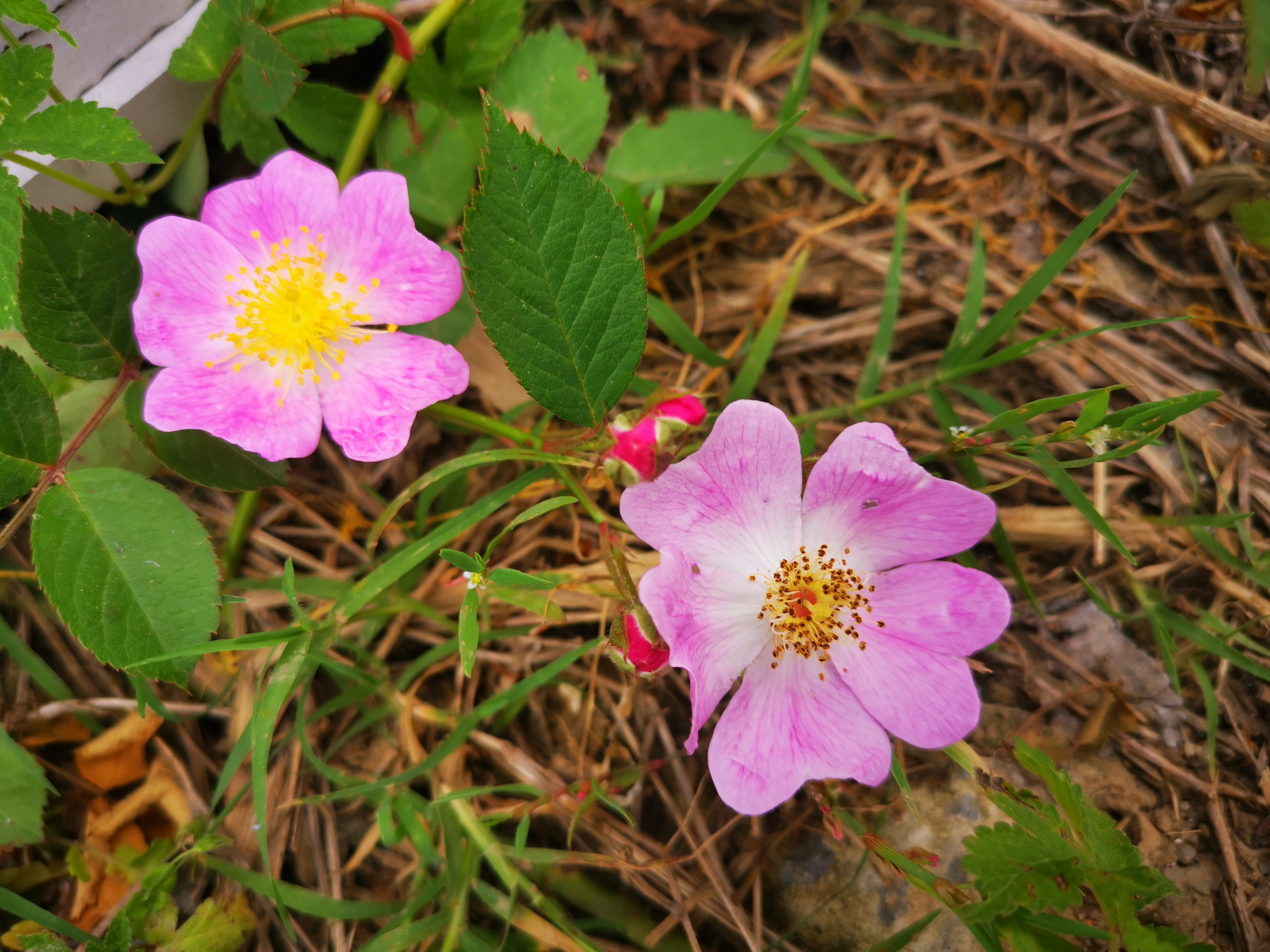 【春天是野蔷薇的季节】 谷雨时节,野花遍地.
