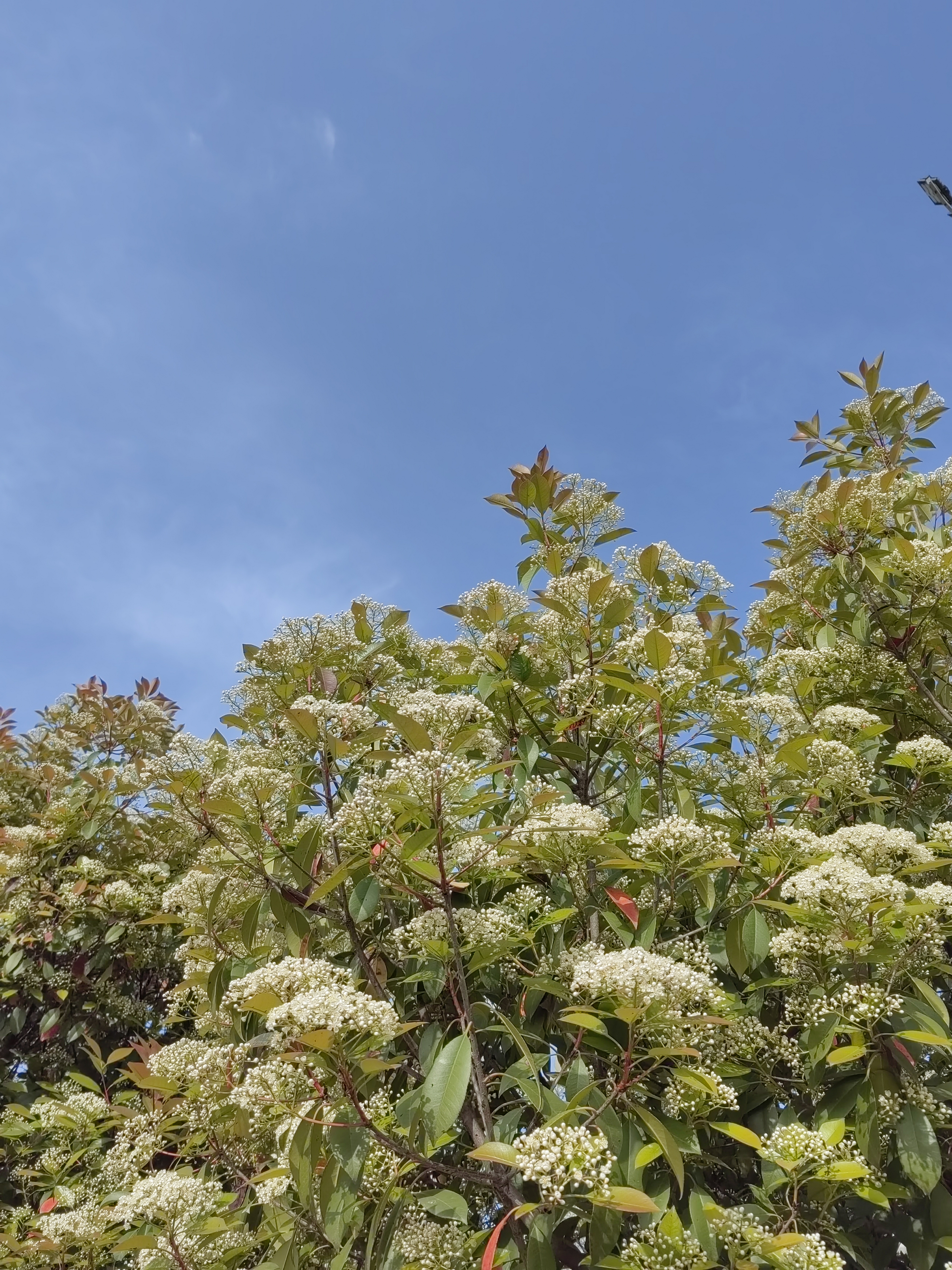 石楠开花,花朵繁茂,造型优美,纯洁庄重,生机旺盛,团结圆满!