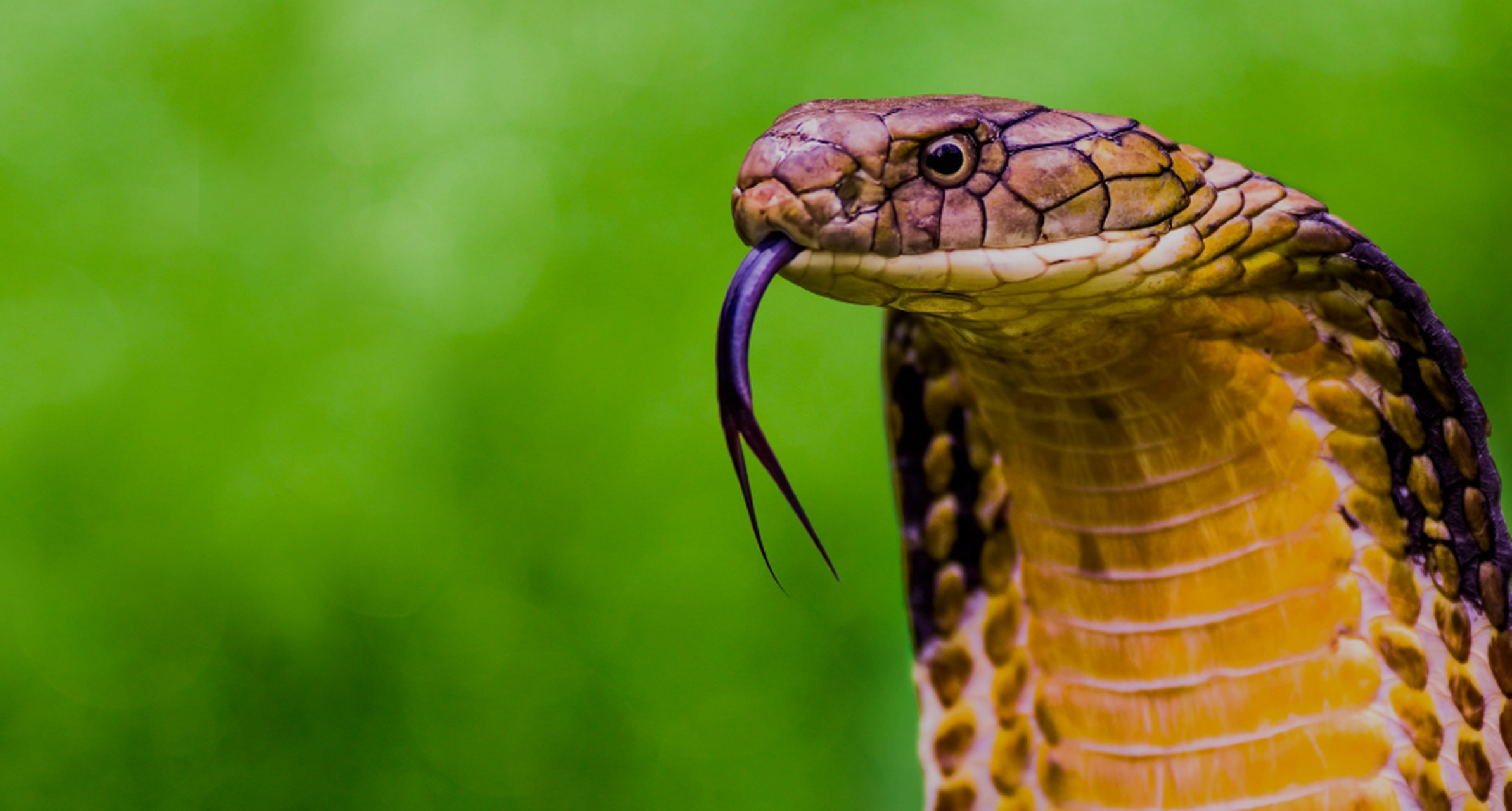 遇到眼镜王蛇应避开,因其毒液致命.