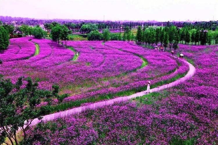 杭州湾花海景区图片