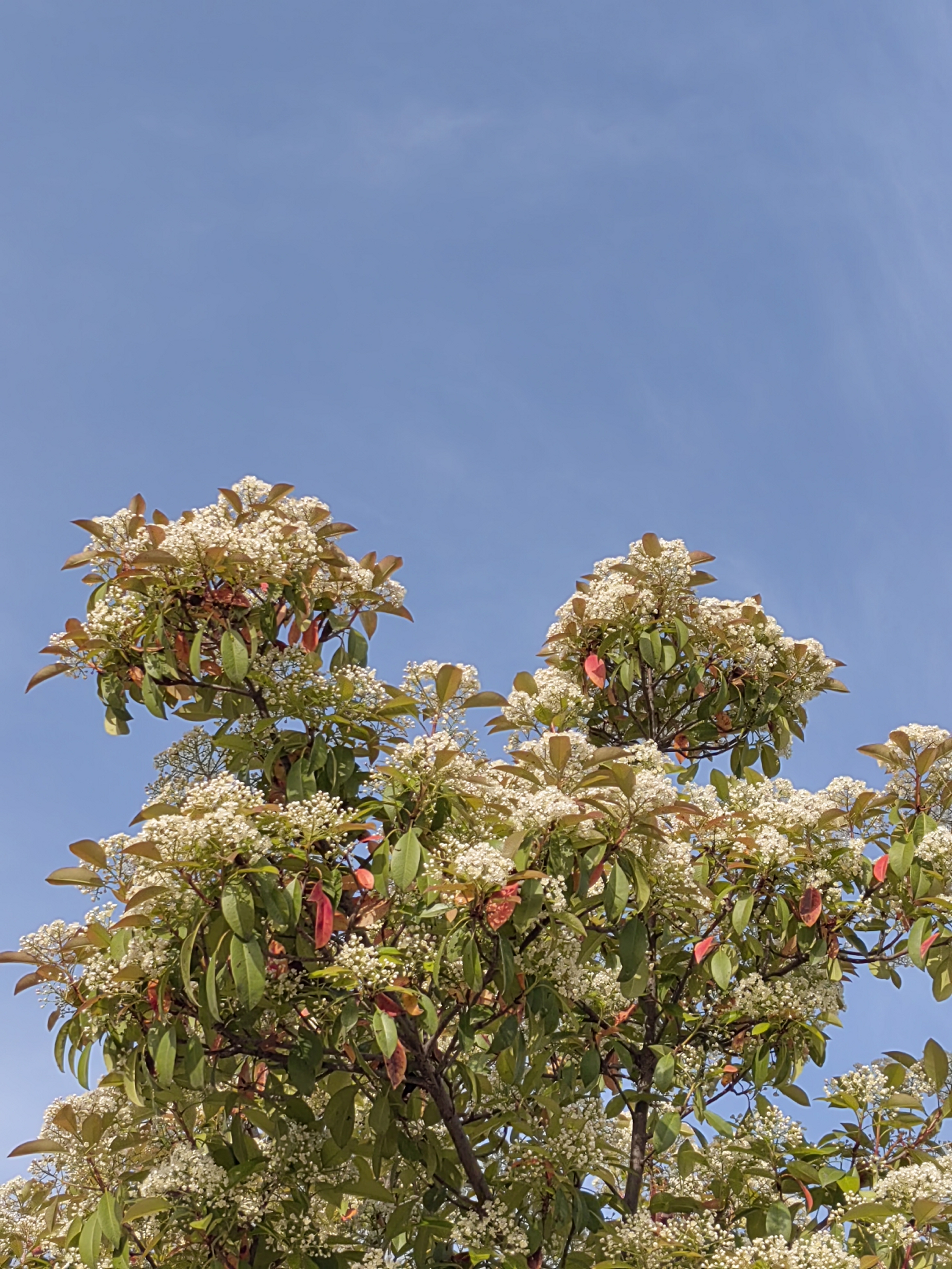 石楠开花,花朵繁茂,造型优美,纯洁庄重,生机旺盛,团结圆满!