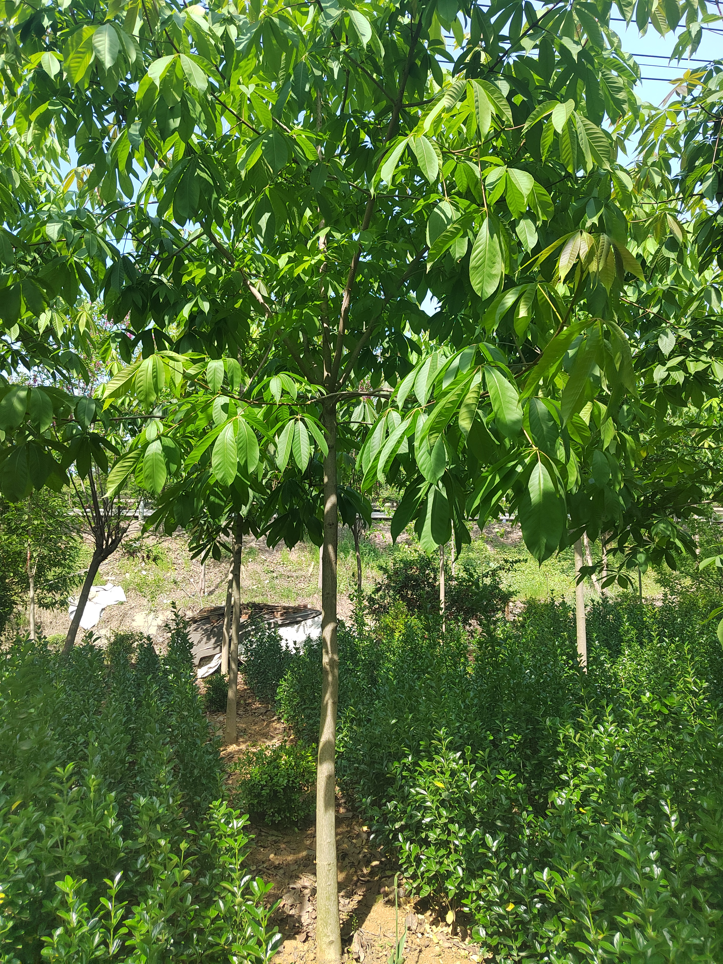 七叶树是一种非常特别的植物