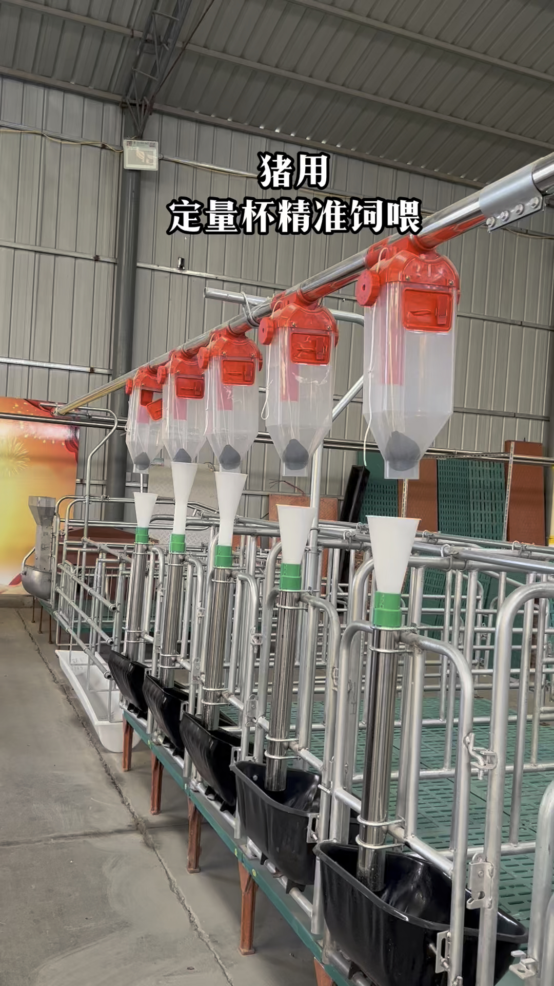 母猪用定量杯 精准饲喂 可调节下料多少 #母猪自动喂料 养猪