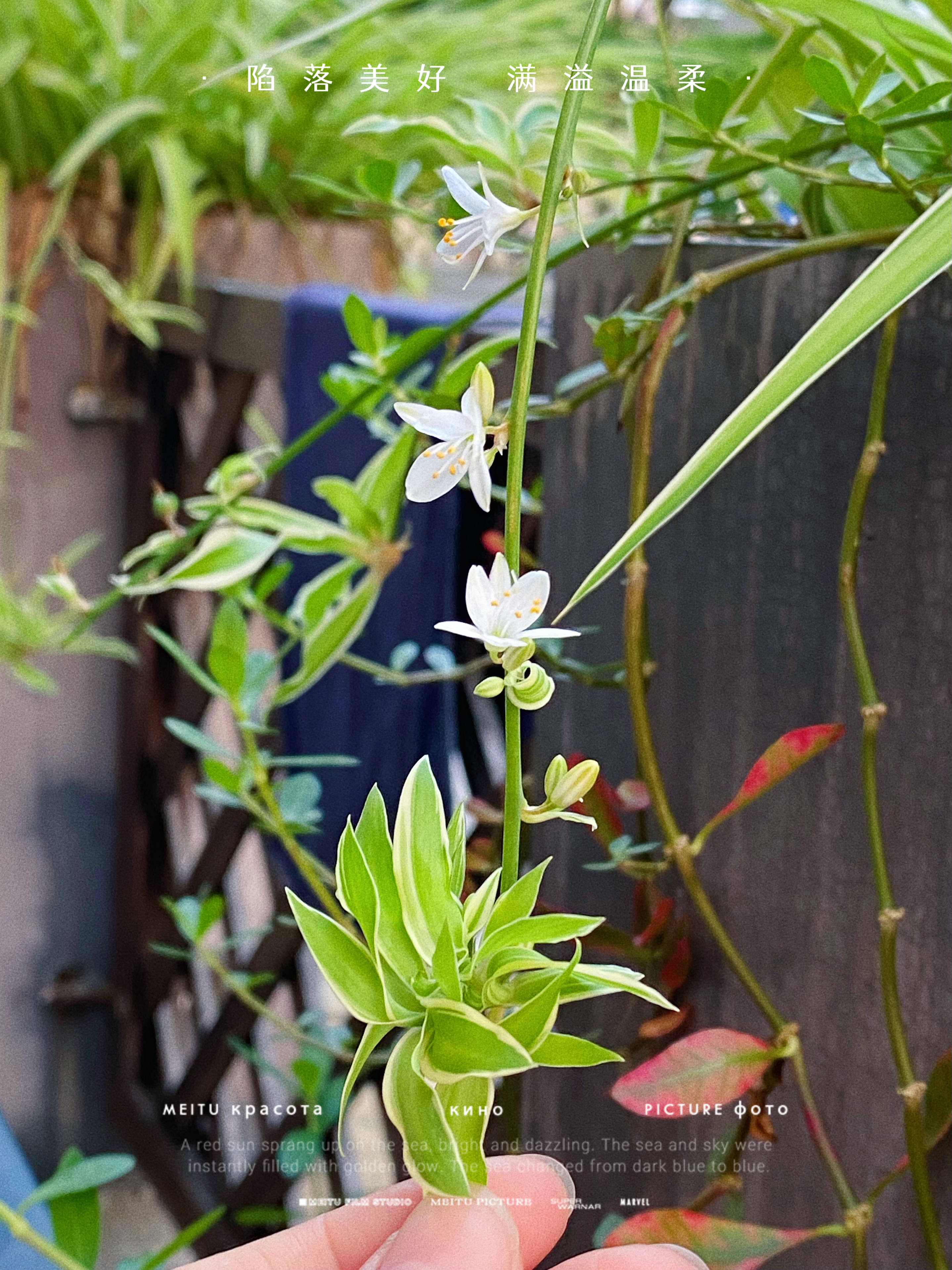 银边吊兰也好好看[鼓掌][开心] #我的园艺生活# #花卉绿植# #养花