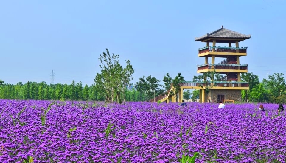 杭州湾花海景区图片