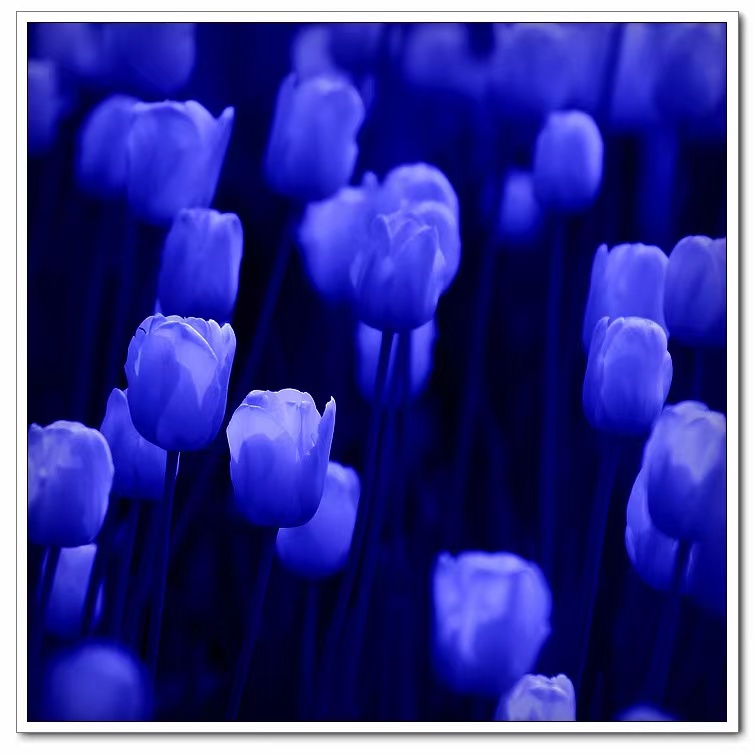 蓝色郁金香花语和寓意