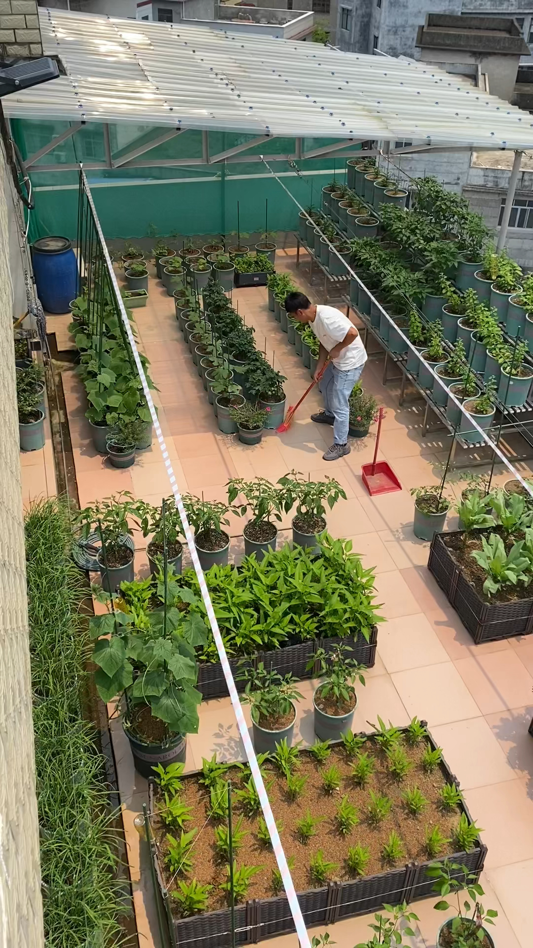 我的楼顶小菜园,不是很大,但是各种蔬菜应有尽有#阳台种菜