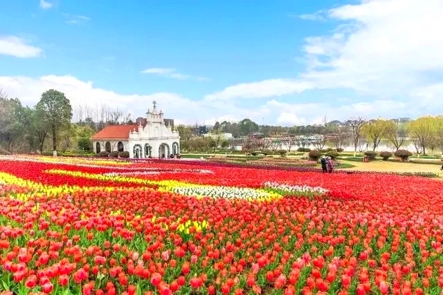 杭州湾花海景区图片