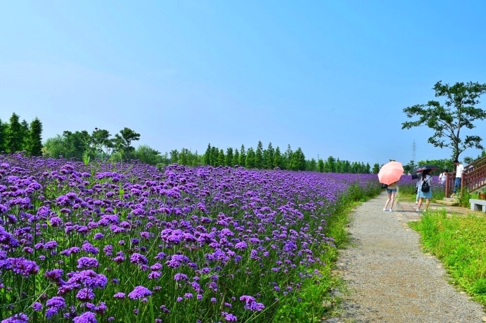 杭州湾花海景区图片