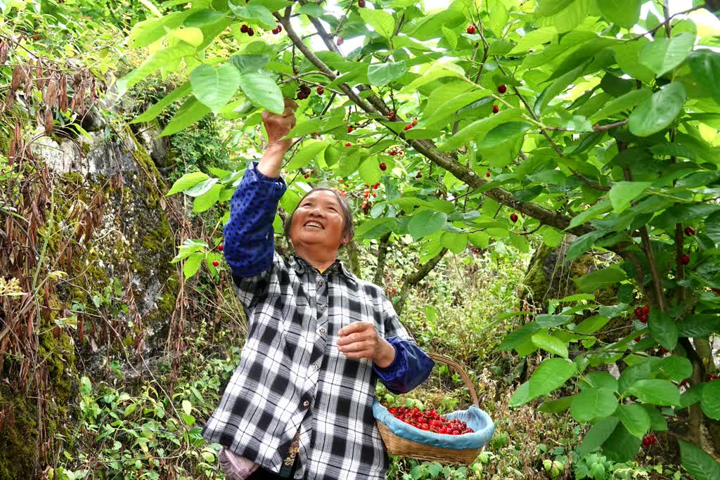 玛瑙红樱桃的种植方法图片