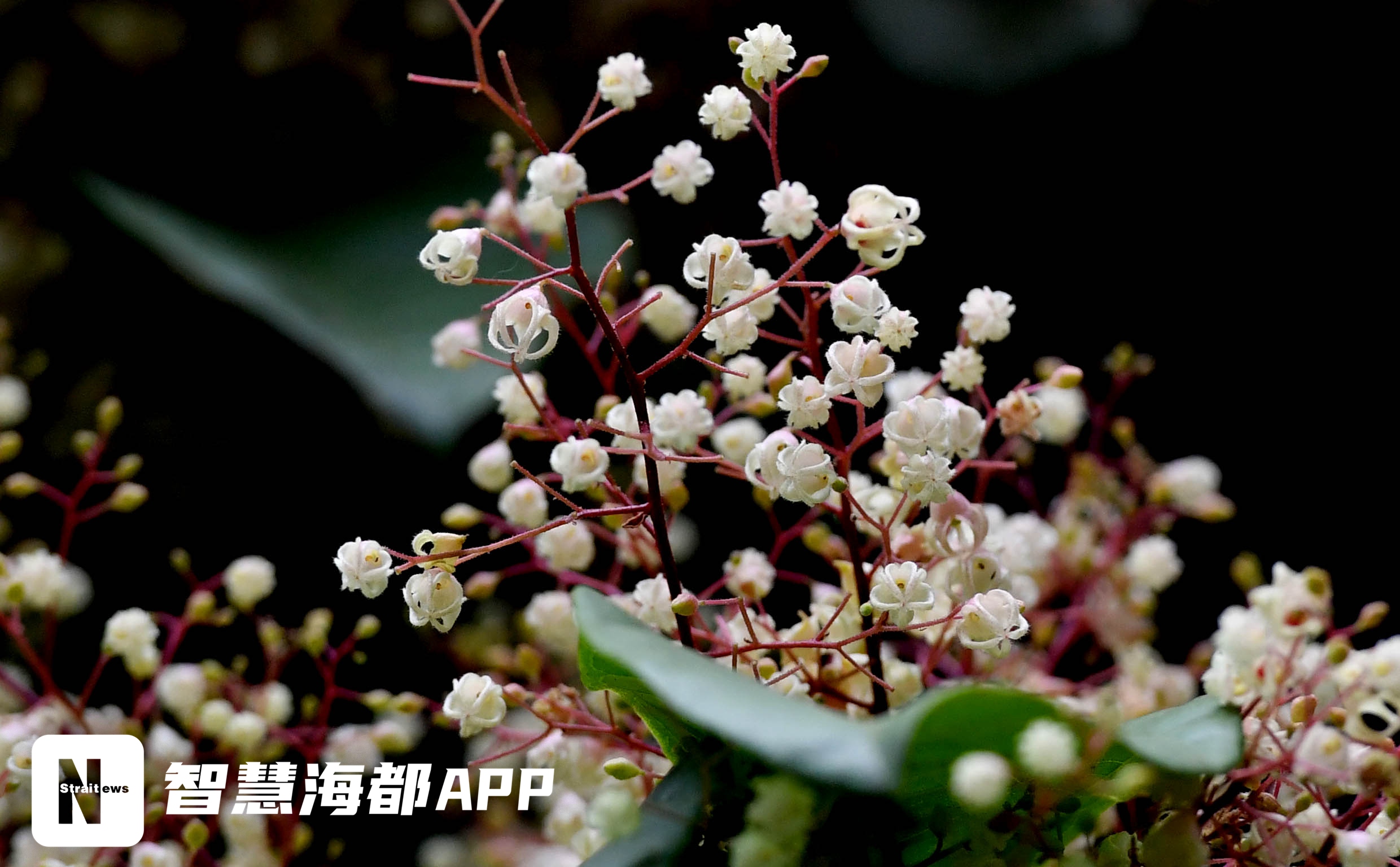 幽幽古厝内,福州百年苹婆树开花!