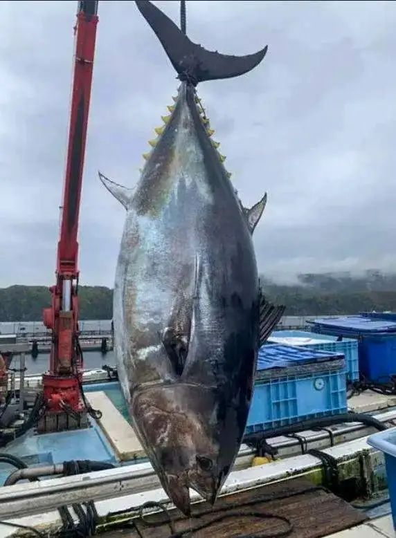 台湾黑鲔鱼图片