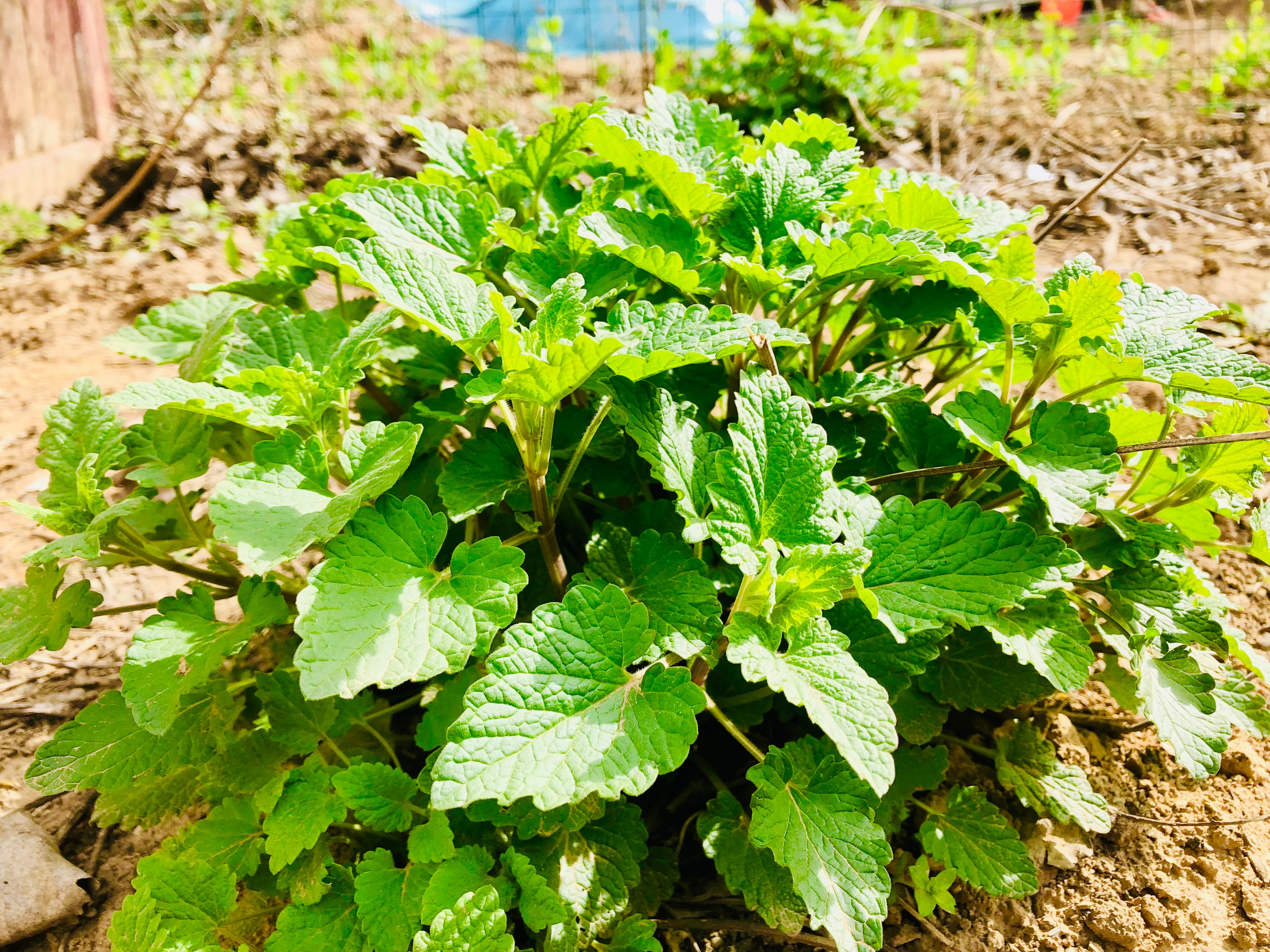 这种野草不起眼,实则是个宝!香味浓郁营养高,炸着吃特别香!