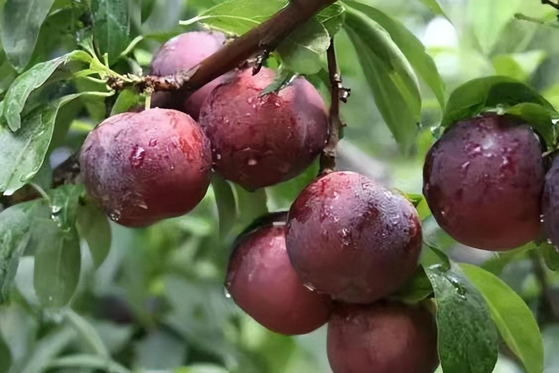 [原文:黑桃皇后!老人小孩都爱吃.