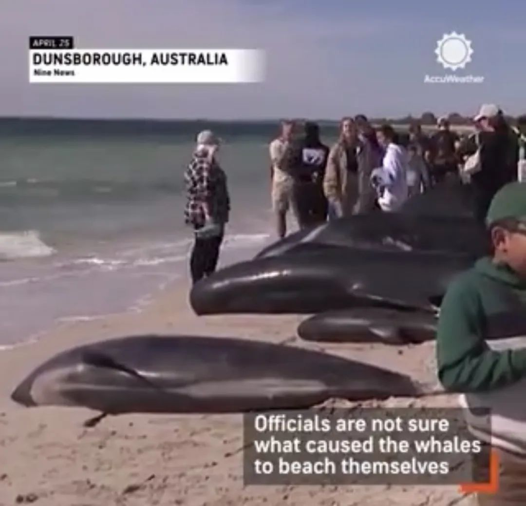 数十头长肢领航鲸获救,29头命丧海滩!澳洲海滩上演惊心动魄救援
