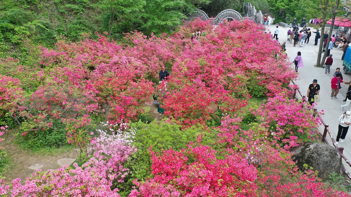 洛阳西泰山景区杜鹃花图片