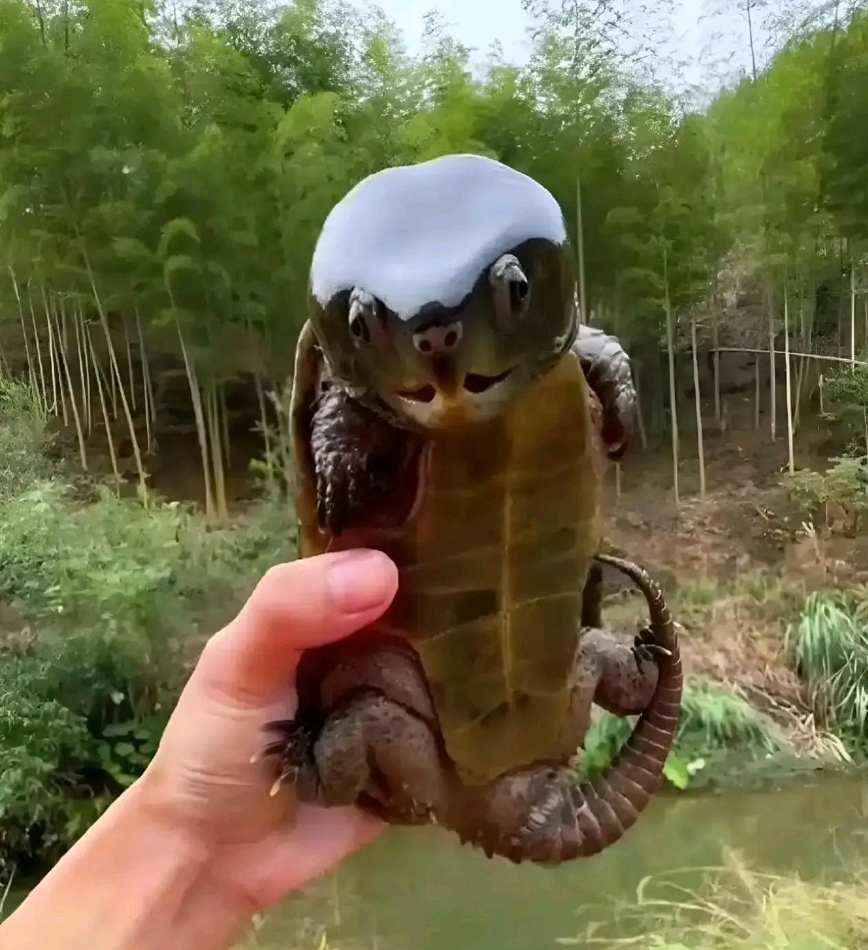 我以为是个大家伙拉起来一看给我都整懵圈了这是个什么品种的乌龟