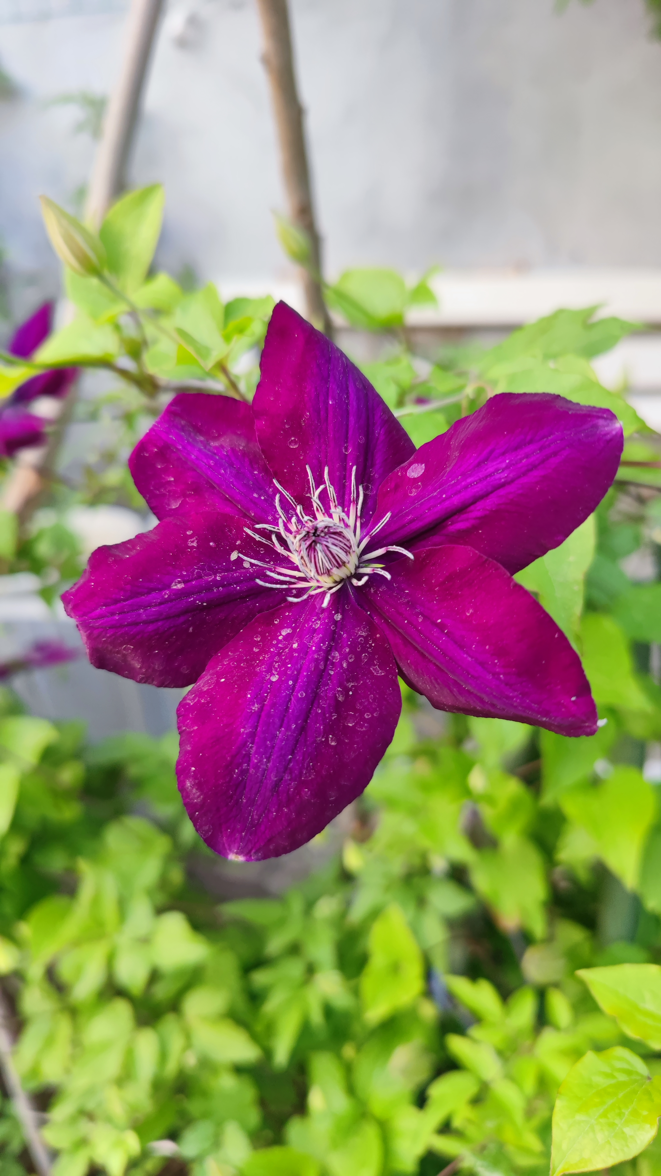 记录春天我家门前笫一个爆花的品种铁线莲,就推荐波旁王朝.