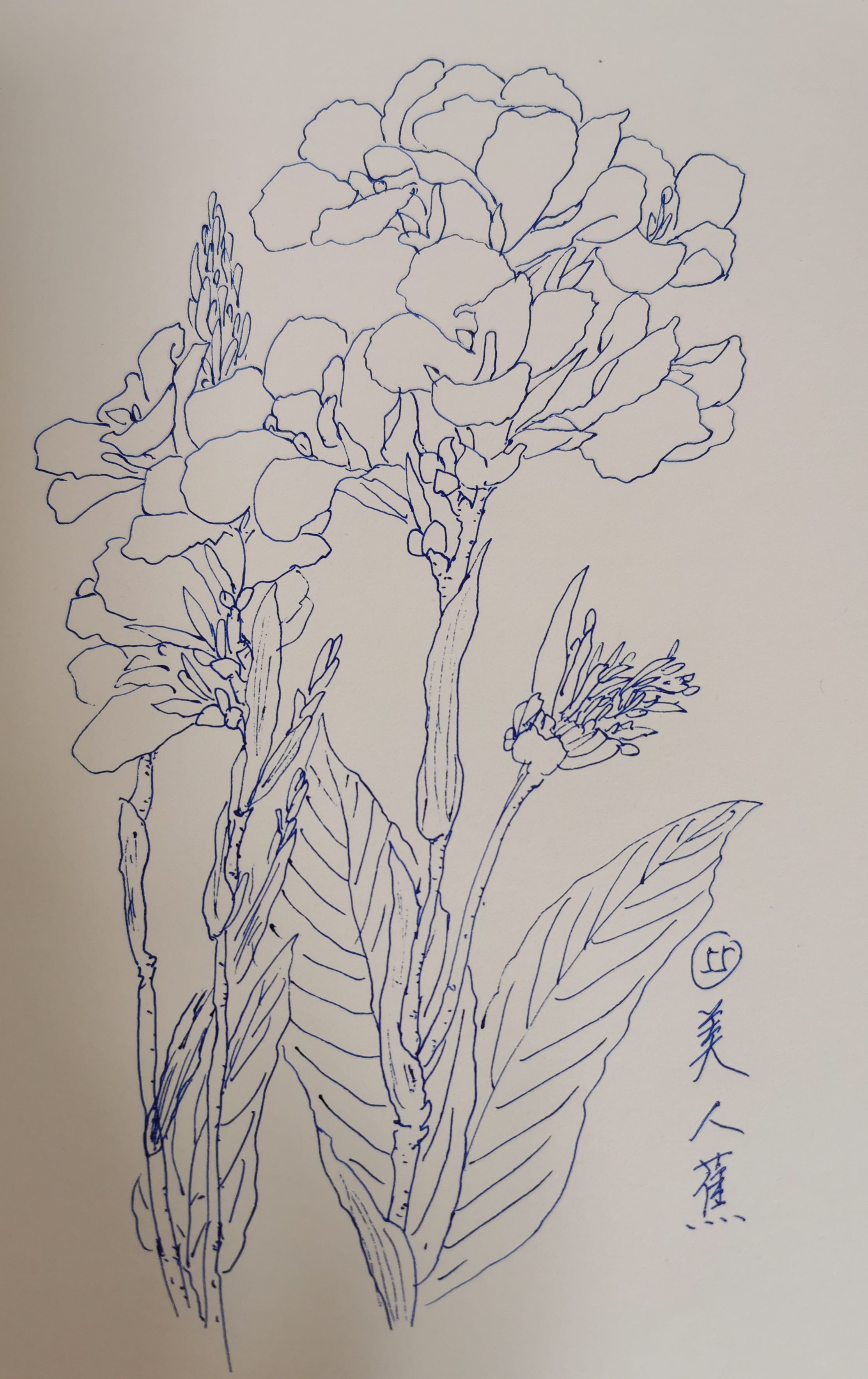 今天画第55种花,叫美人蕉. 看这个挺拔,又不乏婀娜的身姿