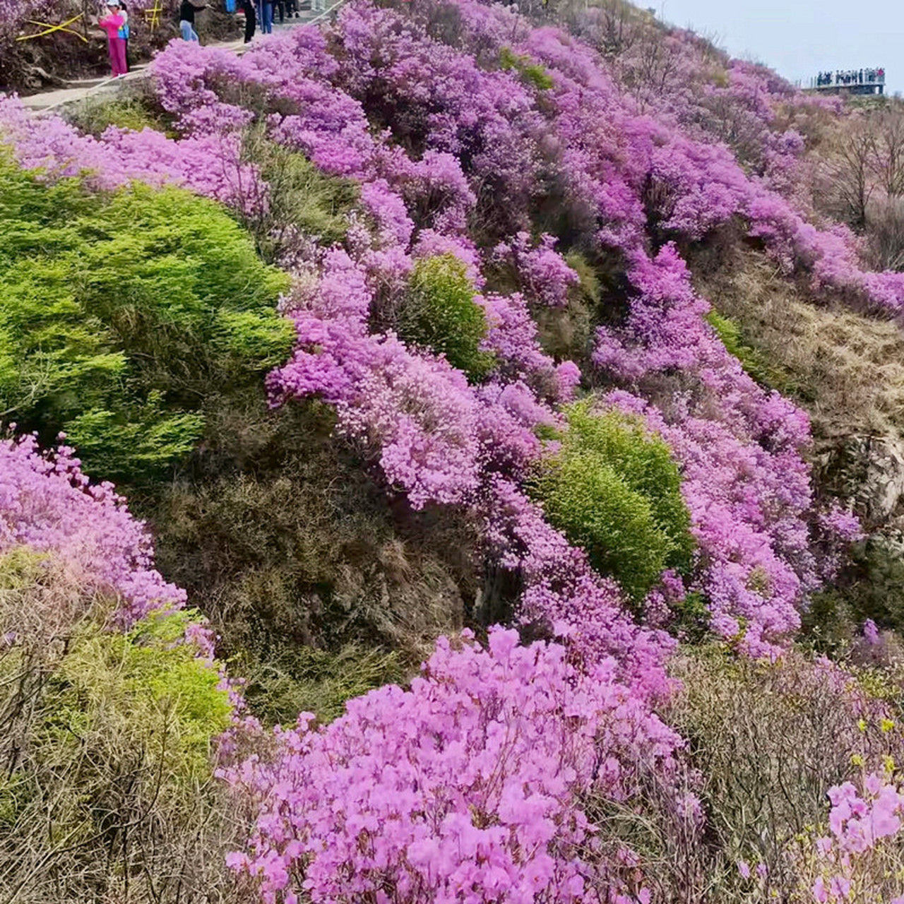 辽宁杜鹃花海图片