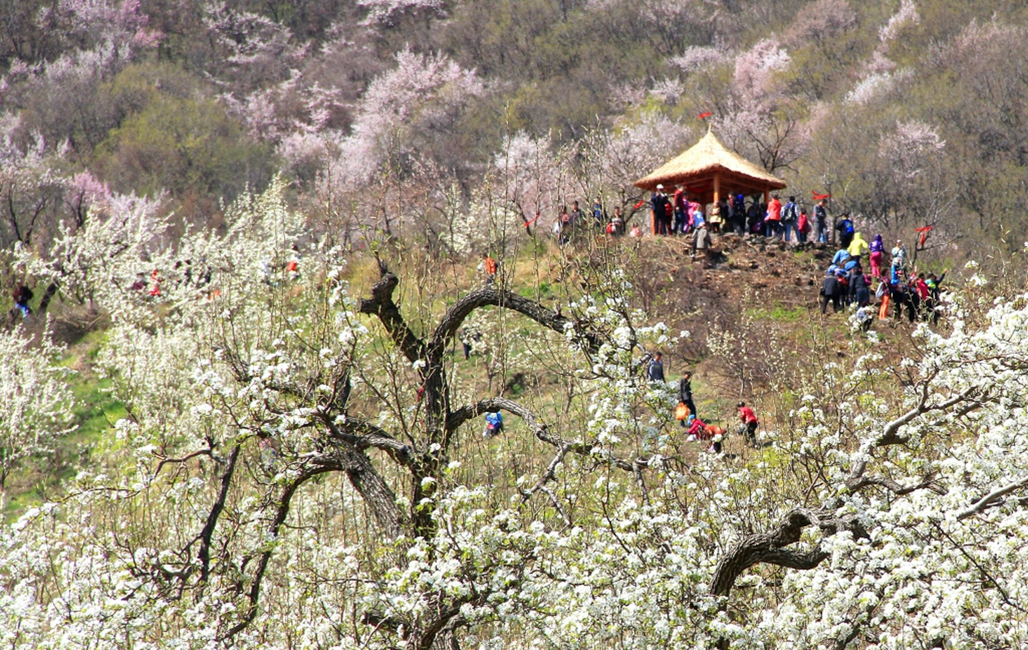 【抚顺梨花谷再迎赏花季】#有一种美好叫辽宁##新时代六地辽宁杠杠滴