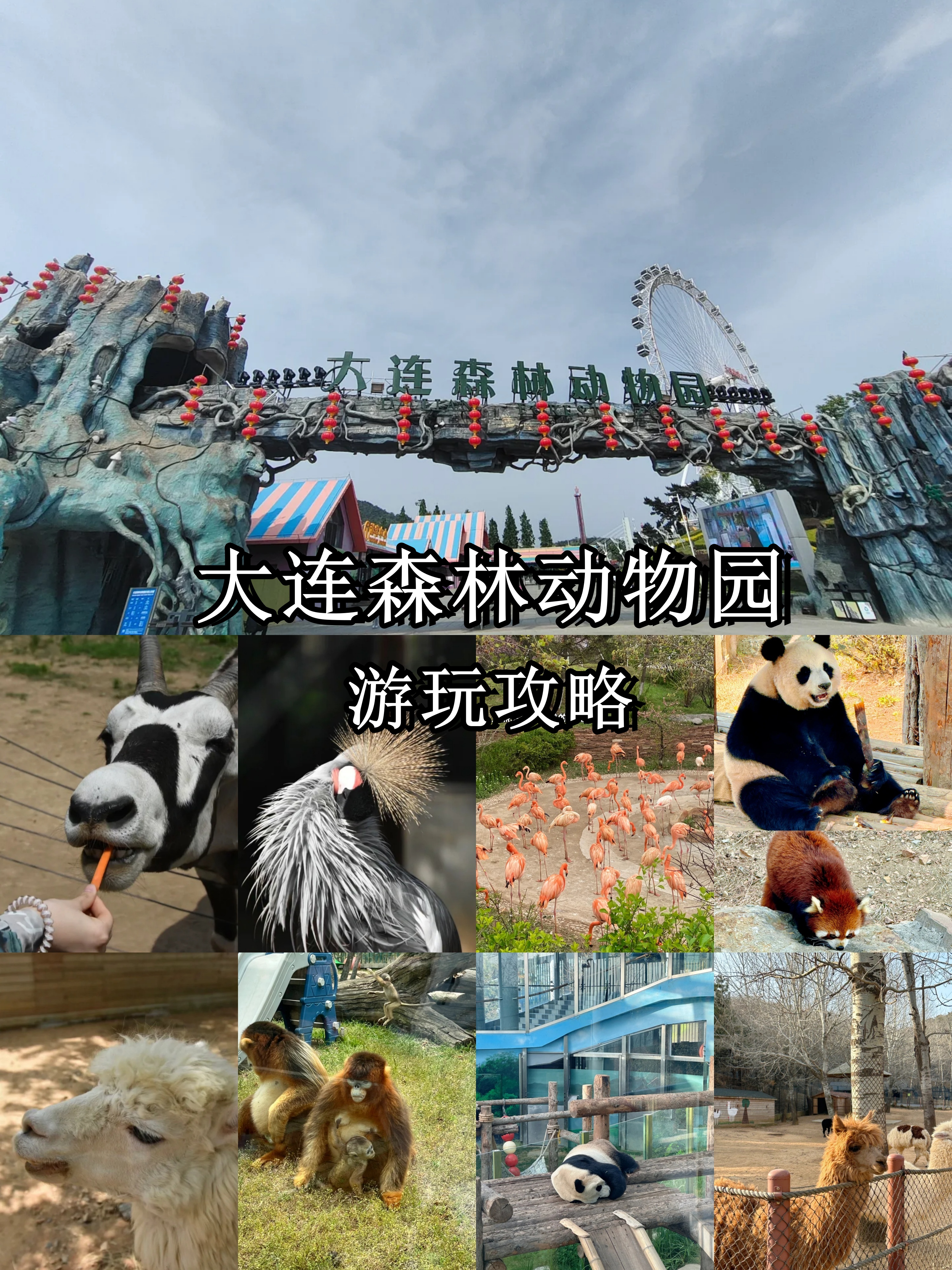 大连森林动物园游玩攻略,去了不会后悔!