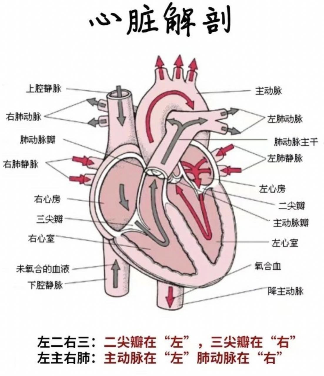 肺左二右三图片