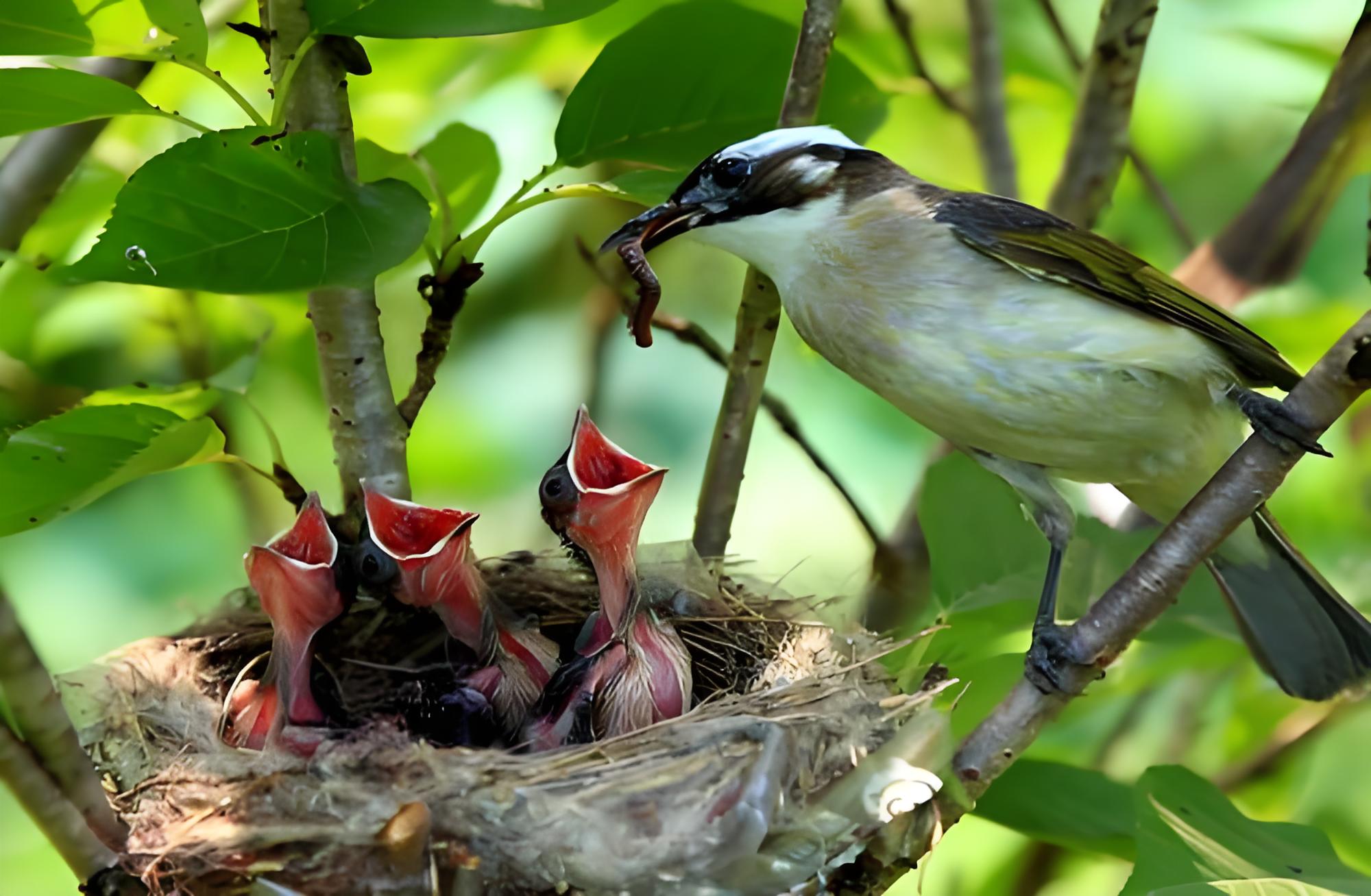 如何看待父母将食物嚼碎后嘴对嘴喂给婴幼儿?